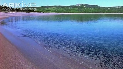 An osprey fishing in spectacular super slow motion | Highlands - Scotlands Wild Heart