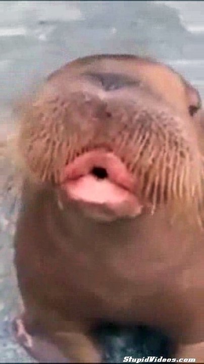 Whistling Walrus