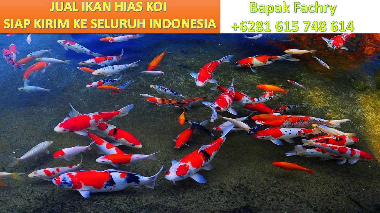 ikan koi jenis ogon  WA Bapak Fachry +6281 615 748 614 Pengiriman seluruh Indonesia