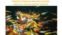 ikan koi jenis ikan koi jenis goshiki Bapak Fachry  6281 615 748 614 Pengiriman seluruh Indonesia