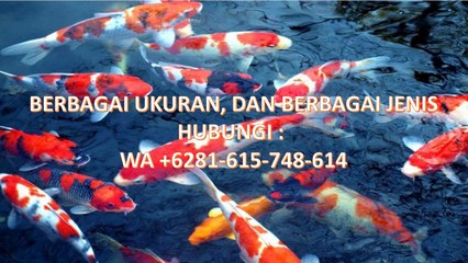 ikan koi jenis kohaku Bapak Fachry +6281 615 748 614 Pengiriman seluruh Indonesia