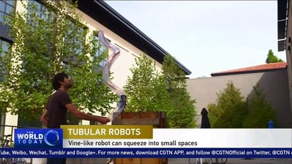 Stanford engineers create vine-like soft robot that can grow-fIGo1BVBjYk