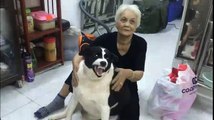 Fat dog won her lovingly makes netizens laugh