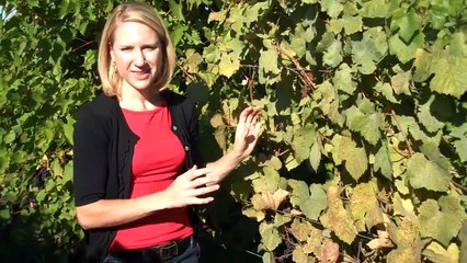 Grape Powdery Mildew in Pinot Noir Vines-DlUqDJuFW9I