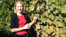 Grape Powdery Mildew in Pinot Noir Vines-DlUqDJuFW9I
