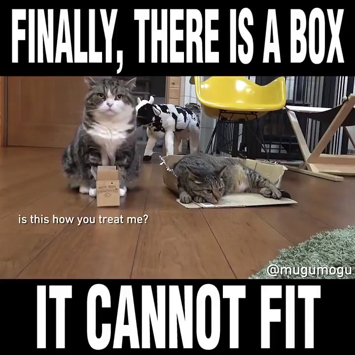 Vine - Finally there is a box it cannot fit-yFh625XlZFI