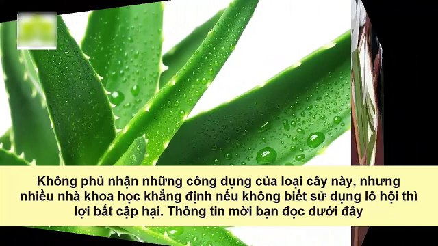 Bạn có tin lô hội nếu sử dụng không đúng cách sẽ gây hiệu quả nghiêm trọng?