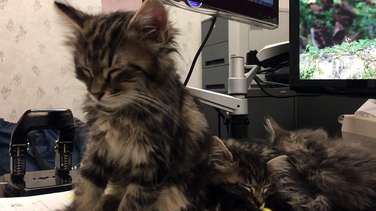 Foster kitten Chrissy is so ti-ti.