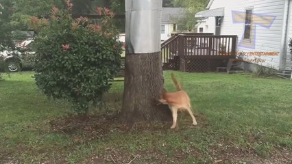 HARDEST TRY not to LAUGH challenge - FUNNY DOG compilation