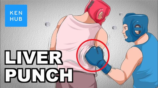 Why can’t your body handle a punch to the liver - Human Anatomy _ Kenhub