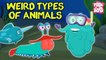 Weird Animals In The World - The Dr. Binocs Show | Best Learning Videos For Kids | Dr Binocs