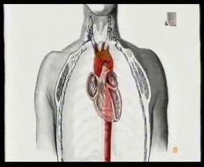 Muerte por cocaina: Autopsia forense