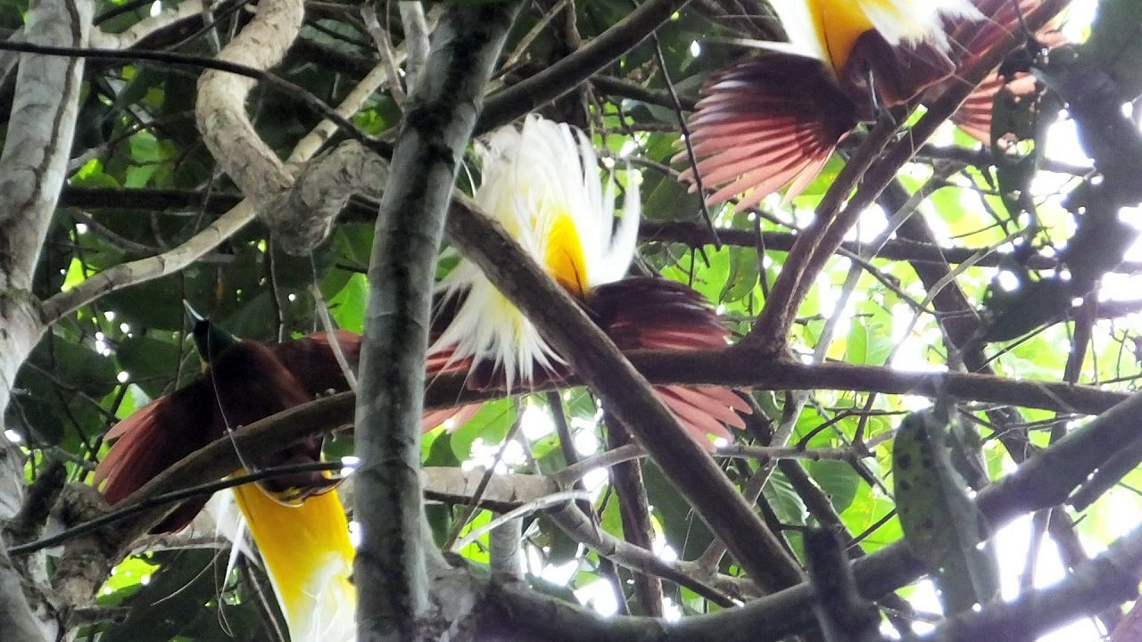 Paradiesvögel in gefahr