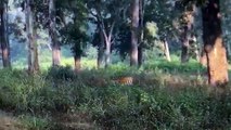 Don't Miss the Amazing Chance to See Tigers in their Natural Habitat