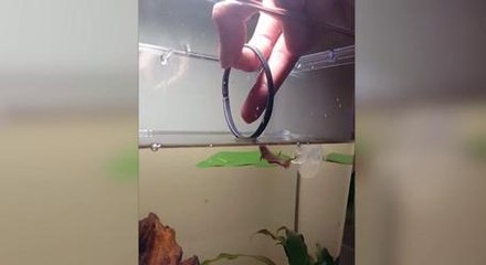 Very Talented Goldfish Has Been Taught To Jump Through Hoops