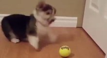 Puppy Totally Loses His Mind Over Tennis Ball