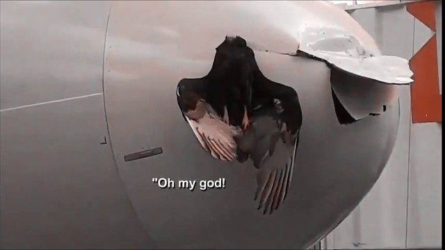 Chim khổng lồ mắc kẹt vào đầu máy bay sau va chạm trên không