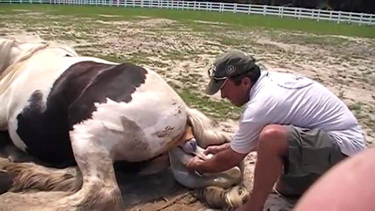 horse natural birth- Medical Videos