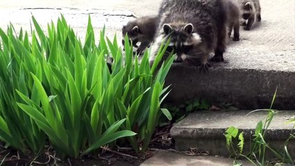 Mother raccoon struggles to contain her curious babies