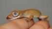 Ce Bébé Gecko est l'animal le plus adorable qu'on ait vu!