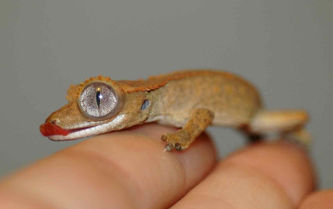 Ce Bébé Gecko est l'animal le plus adorable qu'on ait vu!