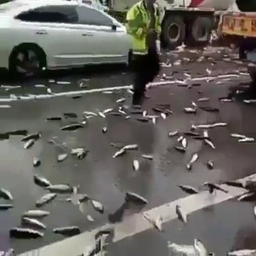 Quand un camion perd son chargement de poissons en pleine route... Quelle galère