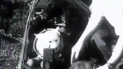 Cô mèo cái đầu tiên bay vào vũ trụ và những sự thật đầy bất công