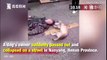 Cảm động hình ảnh chú chó cố gắng đánh thức chủ tử vong trên đường tại Trung Quốc
