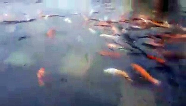 Mưa lũ ngập sâu khiến cá bơi lội tham quan như du khách ngay tại khu vực Đại Nội ở Hoàng Cung Huế