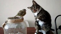 Un chat fait ami-ami avec un oiseau