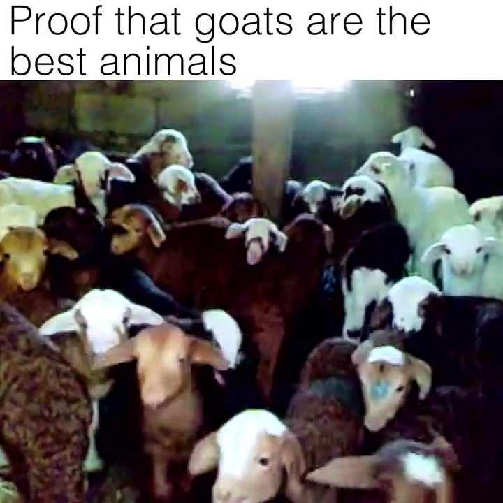 Nothing but goats