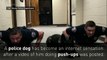 Alabama police dog does push-ups with fellow officers