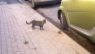 rat attract cat    cat fight    cat vs rat   cat & rat