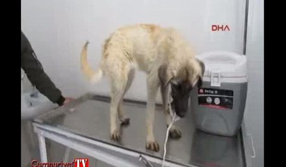 Öğrenciler yolda buldukları bitkin köpeği tedavi ettirdi