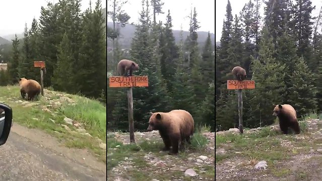 Une femme en voiture croise un bébé ours et sa maman