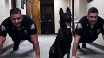 Ce chien de police fait ses pompes comme les policiers !