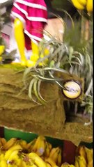 Meilleure publicité pour des bananes dans un supermarché !