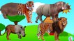 Wild Animals Wrong Body Zoo Hippopotamus Tiger Rhino Lion Funny Animals Video for Kids