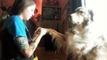 Pampered Pooch Gets His Nails Done