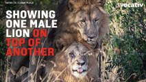 Kenyan Official Is Blaming Gay Tourists For Lions' Homosexual Acts