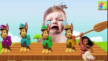 Learn Colors with Baby Crying and Chase Paw Patrol, Moana Finger Family Song Nursery Rhymes for Kids