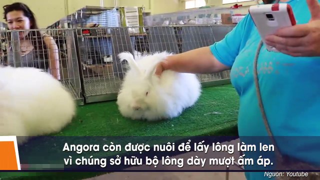 Cận cảnh 7 loài động vật siêu lạ lùng nhưng cực nhỏ nhắn đáng yêu nhất thế giới