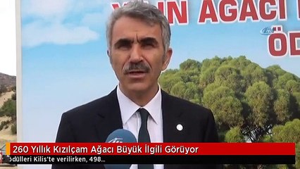 260 Yıllık Kızılçam Ağacı Büyük İlgili Görüyor