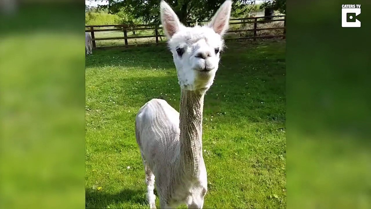 Looking trim – Alpaca stick thin after shearing
