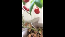 Comment je taille mes plans de tomates sur balcon (balcoculture)