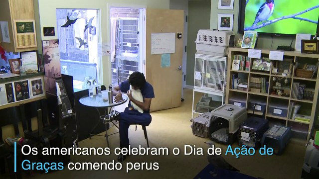 Refúgio para aves em Nova York