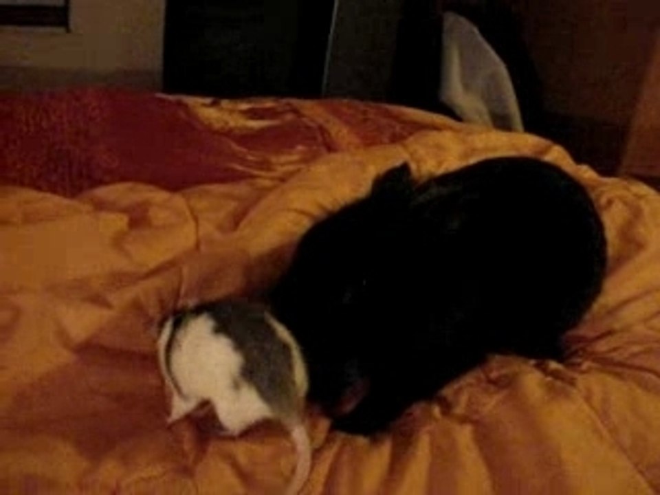 Conflit Pepsi Cachou