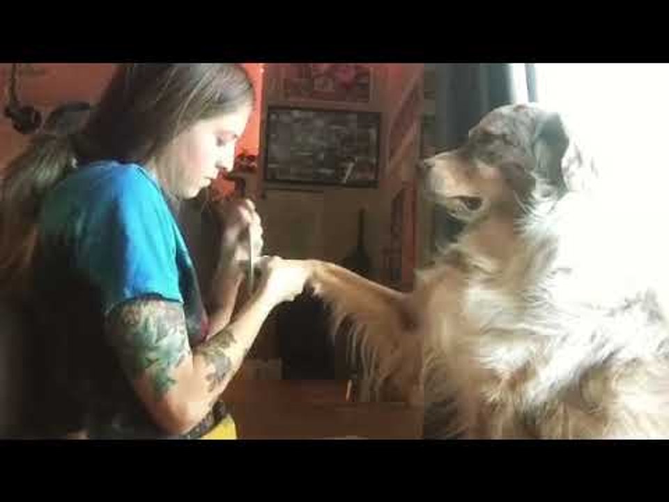 Pampered Pooch Gets His Nails Done