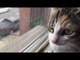 Cat Makes Strange Noises While Watching Birds