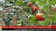 Antalya Domates Yasağı Kalkalı 23 Gün Oldu, Antalya'dan Siftah Yok